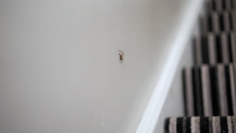 Spider-on-wall-with-twitching-legs,-scary