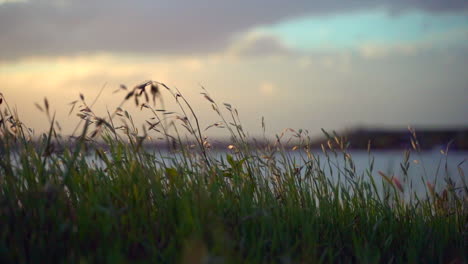 Plants-blowing-in-the-wind-at-a-lake-during-sunset