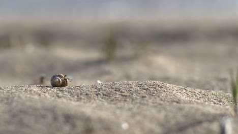 Eine-Niedliche-Kleine-Krabbe-In-Einer-Schale-Bewegt-Sich-über-Den-Sand