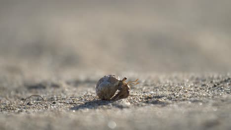 a-small-cute-crab-in-a-shell-moves-over-the-sand