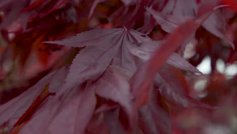 Blätter-Des-Japanischen-Ahornbaums