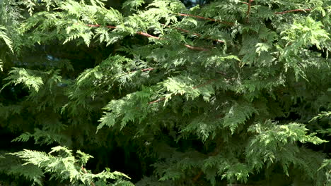 Evergreen-Arborvitae-tree-branches.-20-sec-24fps.-Slow-motion