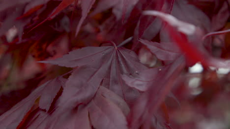Japanese-maple-tree-leaves.-Closeup-2.-5sec-60fps