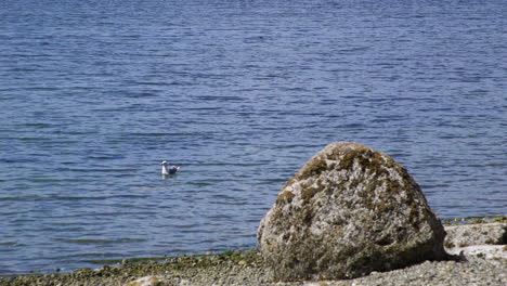 Camano-Island-State-Park,-WA-State-beach-with-rocks-and-boulder