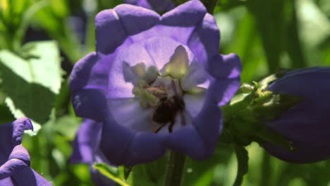 Bees-on-purple-bell-flowers