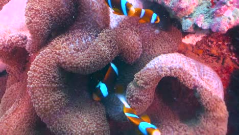 Clownfischfamilie,-Die-In-Anemone-Auf-Korallenriff,-Australien-Schwimmt
