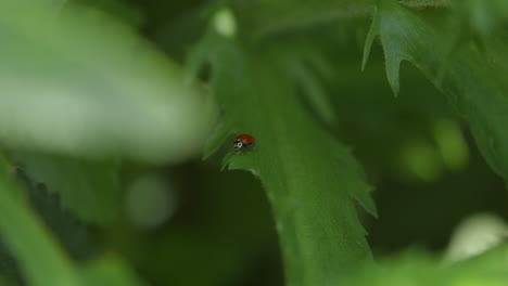 Ladybug-on-a-leaf