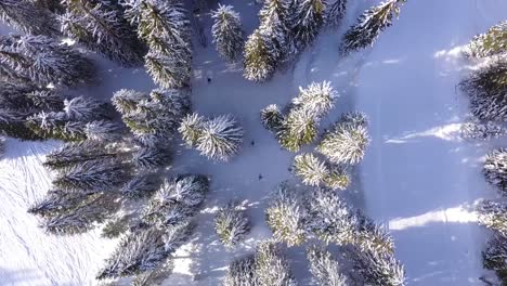 Drone-Mirando-Hacia-Abajo-Siguiendo-A-Los-Esquiadores-En-El-Bosque