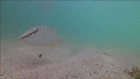 Underwater-footage-of-a-fish-in-the-blue-waters-of-the-island-of-Grenada-in-the-Caribbean