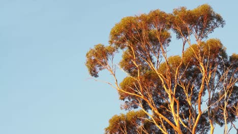 Salmon-gum-tree-on-blue-sky-gently-waving-at-sunset,-medium,-copyspace
