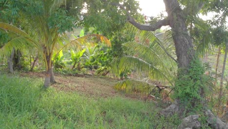 Tiro-De-Naturaleza-Pacífica-En-Trinidad-Y-Tobago-Utilizando-La-Estabilización-Del-Aire-Dji-Mavic