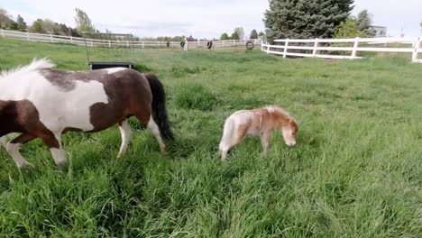 Miniature-horses-playing-and-running-in-a-grass-pasture