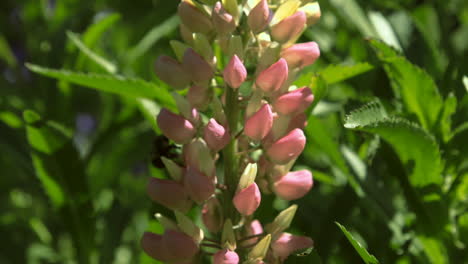 Bee-buzzing-around-pink-lupine-flowers