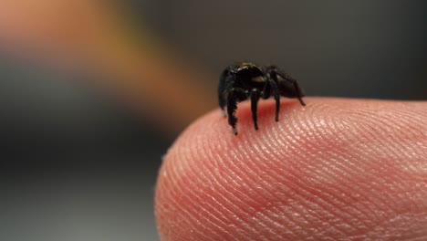 Small-jumping-spider-on-fingertip,-looking-around