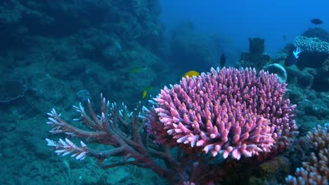 Dem-Korallenriff,-Australien,-Nahe-Kommen