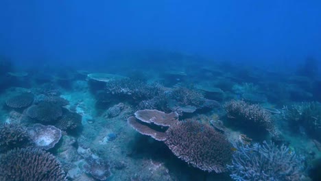 Explore-the-Coral-reef-on-ocean-floor,-Australia-barrier-reef