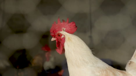 Huhn-Hinter-Dem-Netz-Des-Hühnerstalls