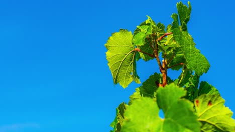 Zoom-in-on-vine-leaves-on-vine-against-blue-sky