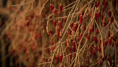 Hanging-Dried-Red-Hot-Valencia-Chilies