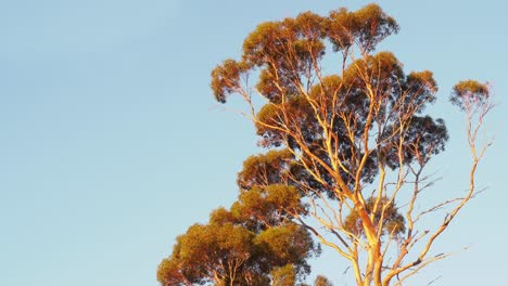 Salmon-gum-tree-gently-swaying-at-sunset,-wide,-copyspace