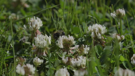 Bee-buzzing-around-white-clover-flowers
