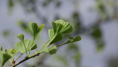 Gingko-tree-leaves-Version-1.-10sec-24fps