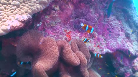 Familia-De-Peces-Payaso-Nadando-En-Anémona-En-Arrecifes-De-Coral,-Australia