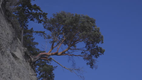 árbol-De-Madrona-Aferrado-Al-Lado-Del-Acantilado-Arenoso-En-La-Isla-Camano,-Estado-De-Washington-Durante-La-Tarde-En-La-Temporada-De-Primavera