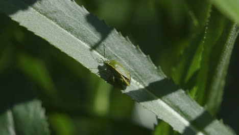 Invasive,-non-native-stinkbugs-on-leaves-in-Pacific-Northwest-backyard