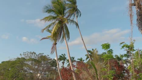 Coconut---Palm-Tree-reveal-shot-from-the-island-of-Trinidad-and-Tobago-in-the-Caribbean-using-the-DJI-Mavic-Air-upward-gimbal-position
