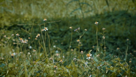 Schmetterling-Bestäubt-Blume-Auf-Grünem-Feld-In-Zeitlupe