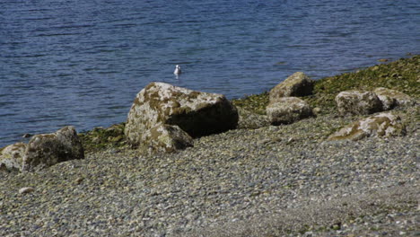 Camano-Island-State-Park,-WA-State-beach-with-rocks-and-seagull