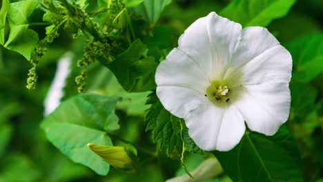 Vergrößern-Sie-Weiße-Blumen
