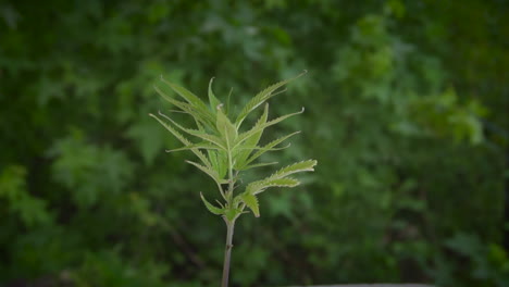 Close-up-pan-around-Hemp-plant-with-green-background-outside