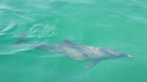 Delfín-Salvaje-Cerca-De-La-Bahía-De-Moreton