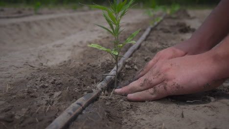 Man-covers-hemp-plant-in-ground-with-dirt-outside-on-farm