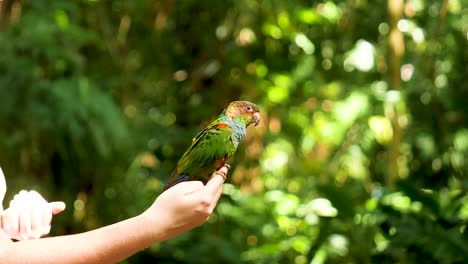 Grüner-Papagei-Sitzt-Auf-Menschlicher-Hand-Und-Kopf-Freifliege-Papagei-Sitzt-Auf-Sitzt-Auf-Menschlicher-Freifliege-Papagei-Spielt-Mit-Mädchen