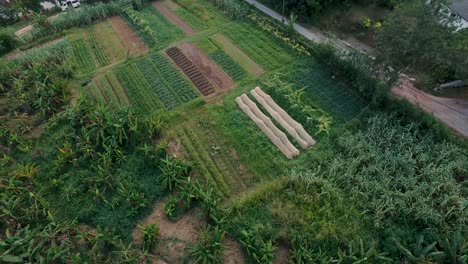 Aerial-of-organic-farm-with-variety-of-plants-and-vegetables