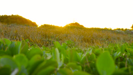 Kalkalla,-Pigface-Grünpflanzen-Zur-Sonnenuntergangsstunde