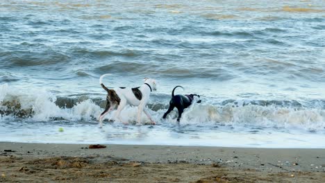 bull-arab,-australia-dog-playing-near-beach