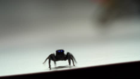 Small-blue-eyed-jumping-spider-crawling-on-shiny-white-surface