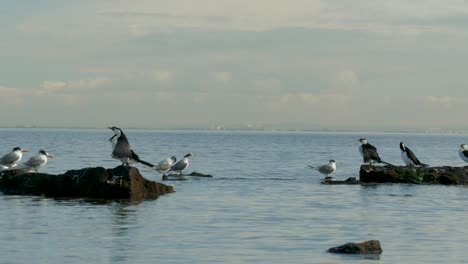 Kleine-Scheckenkormorane,-Die-Auf-Küstenlinie-Sitzen---Ozean-Eine-Gruppe-Von-Kleinen-Scheckenkormoranen,-Die-Auf-Felsen-Sitzen