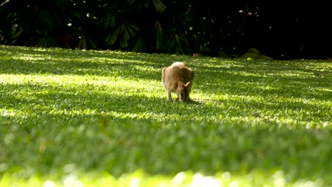 Wallabie-Frisst-Gras-Känguru-Frisst-Gras-Wallabie-Familie,-Känguru-Familie