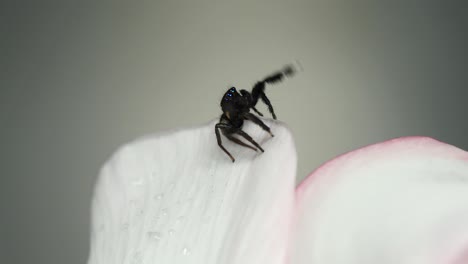 Black-spider-with-blue-eyes-grasping-with-front-legs,-macro-locked-off