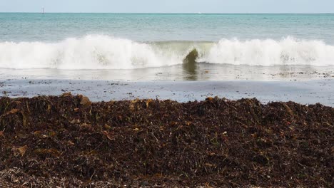 Dirty-wave-curls-and-breaks-into-floating-seaweed