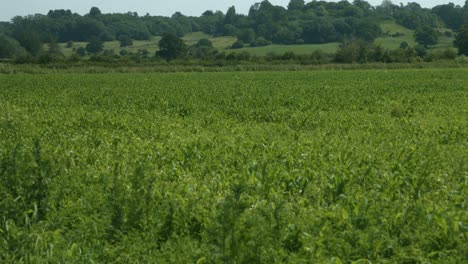 A-field-of-crops-waving-in-the-wind