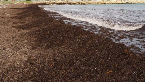 Mounds-of-decaying-seagrass-along-beach-with-rock-wall