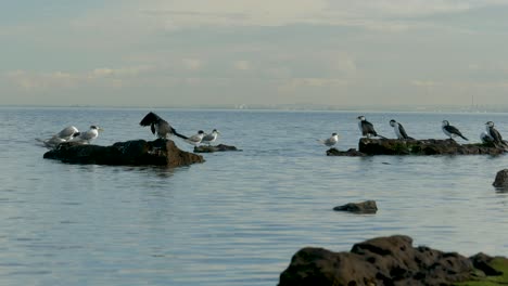 Little-pied-cormorants-sitting-on-coastline---ocean-A-group-of-Little-pied-cormorant-sitting-on-rock
