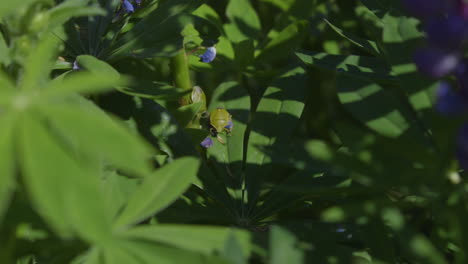 Invasive,-non-native-stinkbugs-on-leaves-in-Pacific-Northwest-backyard