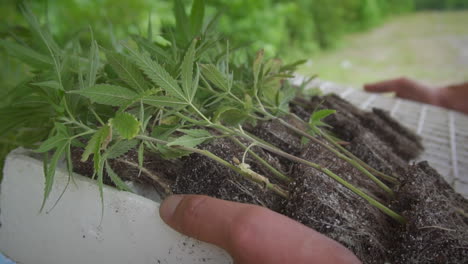 Man-carries-baby-cannabis-clones-for-planting-in-farm